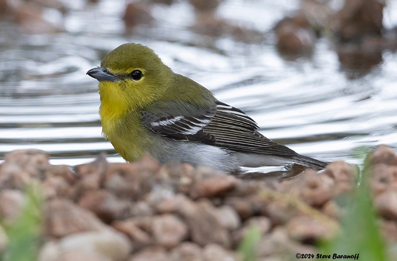 _B248110 yellow-throated vireo.jpg